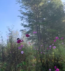 gatlinburg2
